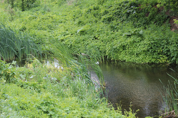 river in the forest