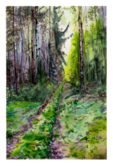 Watercolor Forest. Watercolor landscape. Russian nature. A path in the forest
