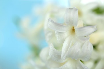 Spring flowers. White hyacinth flower macro with drops of water on a light blue background.Gentle light floral nature background.