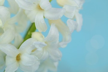 Spring flower. White hyacinth flower macro with drops of water on a light blue background.Gentle light floral nature background.