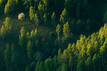 Obrazy na Szkle  Promienie słońca nad zielonym lasem w lecie.