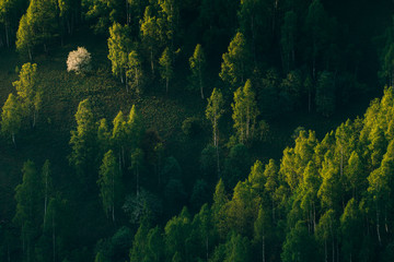 Fototapeta na wymiar Sunrays over a green forest in summer.