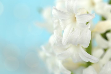 Spring flowers. White hyacinth flower macro with drops of water on a light blue background.Gentle floral nature background.