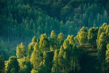 Fototapeta Sunrays over a green forest in summer. obraz