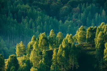 Fotobehang Sunrays over a green forest in summer. © belyaaa