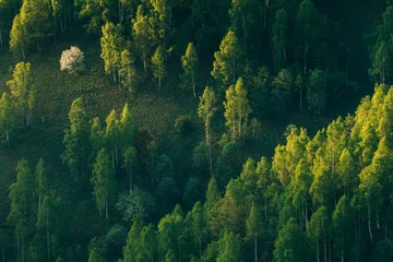 Fototapete Sunrays over a green forest in summer. © belyaaa
