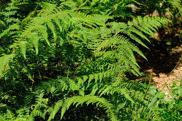 fern in the forest