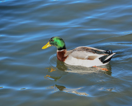 Mallard (Anas platyrhynchos) is a dabbling duck on Fool Hollow Lake in Show Low, Navajo County, Apache Sitgreaves National Forest, Arizona USA