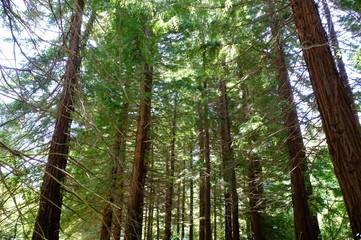 Fototapeta premium tree in the forest
