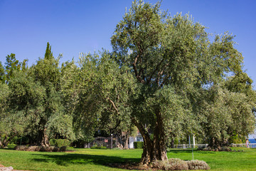 Alushta, Russia - September 28, 2019: Paradise landscape park in Crimea. Olive trees (Olea europaea) in relict olive grove in Aivazovsky. Age of trees is more than 200 years. Landscape architecture.