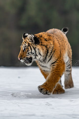 Siberian Tiger running in snow. Beautiful, dynamic and powerful photo of this majestic animal. Set in environment typical for this amazing animal. Birches and meadows