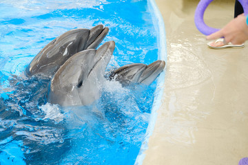 happy smiling bottlenose dolphins playing with colorful ring in blue water in sea. Dolphin Assisted Therapy