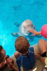 Child playing with beluga whale in blue swimming pool