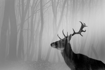Double exposure of antler and forest