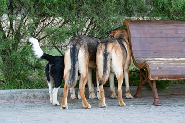 Three different dogs wandering around a public place have seen something interesting behind the bushes and are curiously watching in one direction for a mysterious mystery