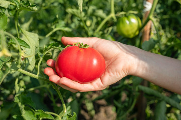 Close up of female hand showing homegrown ripe fresh tomato. organic farm market, harvest and people concept