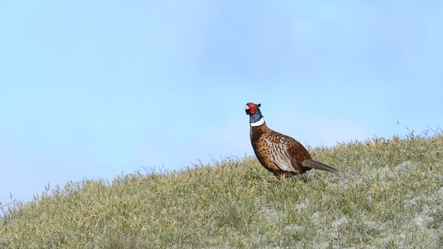 Common pheasant cock calling while flapping wings