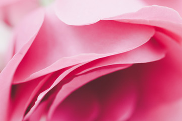 Abstract pink rose petal layers. Close up.Selective focus