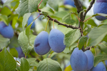 Ripe fruits of plum tree on a branch with leaves in the garden.