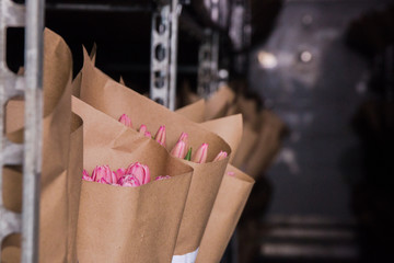 Storage of cut tulips in a refrigerator, at the right temperature, spring flowers grown in a greenhouse.Spring flowers and floriculture, selective focus