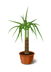 Yucca tropical plant in brown pot. Element of home or office decor. Vector illustration isolated on white background