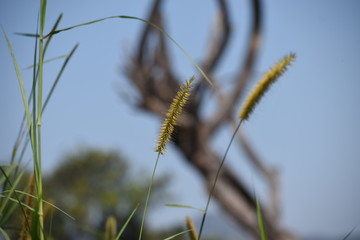 catkins in spring