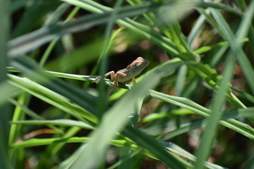 lizard on leaf