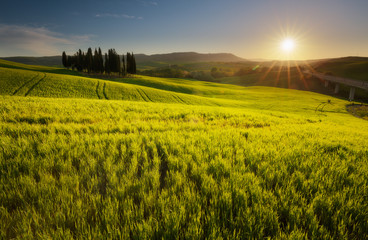 Impressive spring landscape,view with cypresses and vineyards ,Tuscany,Italy