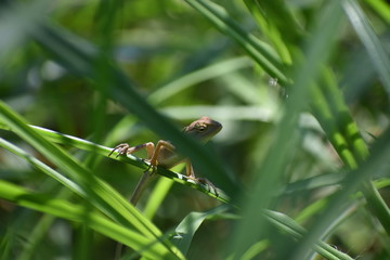 lizard on leaf