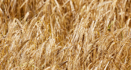 field of wheat
