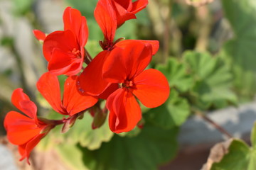 red flower in garden