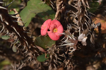 red flowers in garden