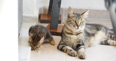 Kitten eating and mother cat looking around till cat family get scared.