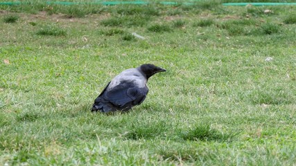 Crow calmly walking on grassy lawn in the park.