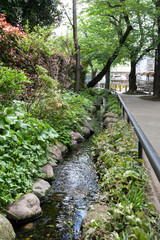 Fototapeta premium 北沢川緑道（世田谷区代田1丁目付近）
