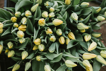 Obraz premium Beautiful fresh blooming yellow Tulip flowers, large in texture, grown in greenhouses