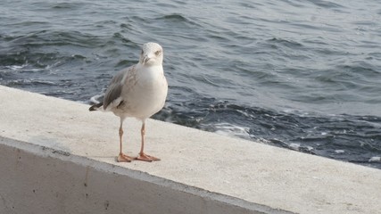 Seagull walking on concrete wall on izmir seashore.