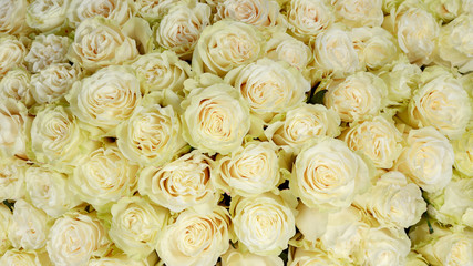 Backdrop of colorful paper roses background in a wedding reception with soft colors. Closeup image of beautiful flowers wall background with amazing white tan roses. Top view