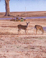 Whitetail deer in the park