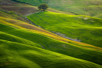 Obraz premium Impressive spring landscape,view with cypresses and vineyards ,Tuscany,Italy