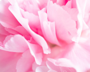 Close up of soft pink flower for Valentine background