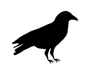 Fototapeta premium カラスのシルエットイラスト/アイコン/白黒/モノトーン