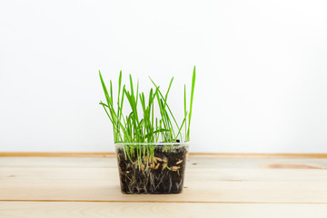 Cat grass, sprouted grass, oats, useful greens, interior landscaping, vitamins
