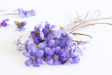 A beautiful spring bouquet, Liverwort, Hepatica nobilis flowers on a wooden white background .Edible ,healthy . Minimalism. Beautiful spring wildflowers.