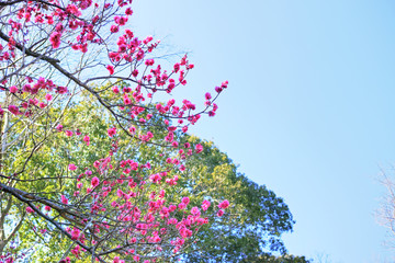 木の枝に咲く赤紫色の梅の花