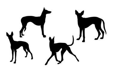 Ibizan hound dog silhouette 01. Good use for symbol, logo, web icon, mascot, sign, or any design you want.