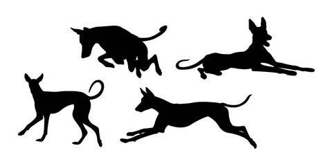 Ibizan hound dog silhouette 04. Good use for symbol, logo, web icon, mascot, sign, or any design you want.