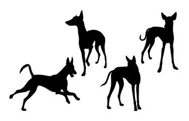 Ibizan hound dog silhouette 03. Good use for symbol, logo, web icon, mascot, sign, or any design you want.