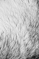 texture of fur