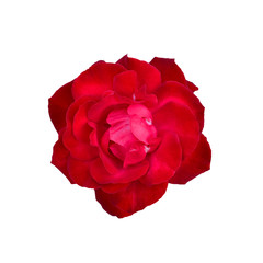 Crimson red rose head isolated on white.